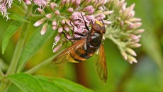 Hornissen-Schwebfliege (2).jpg